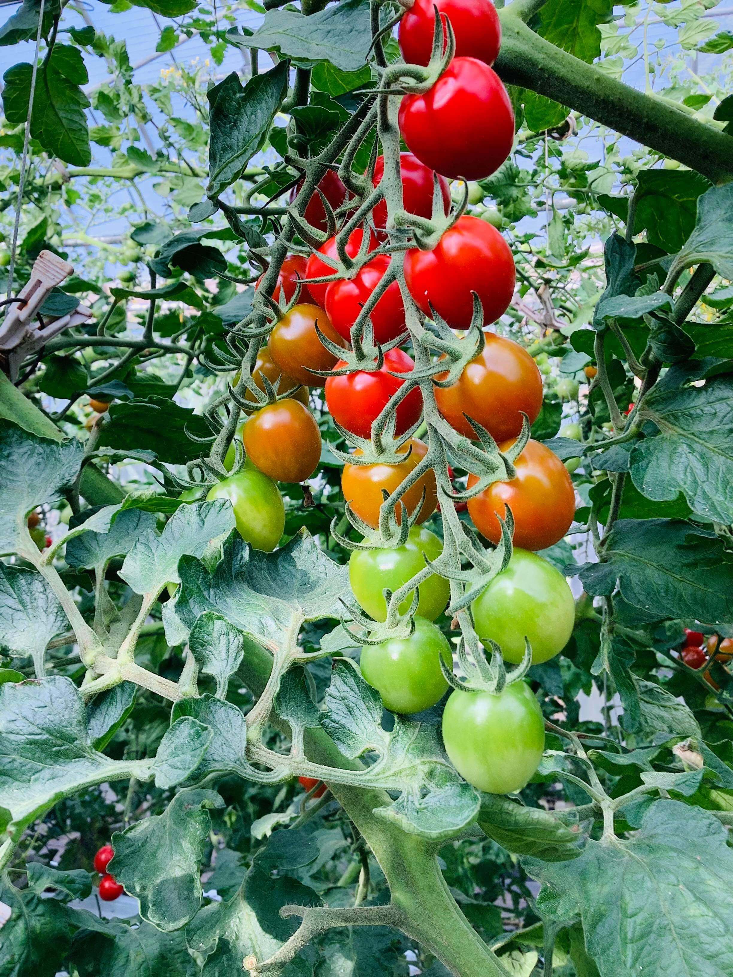 小笠原諸島の野菜の写真