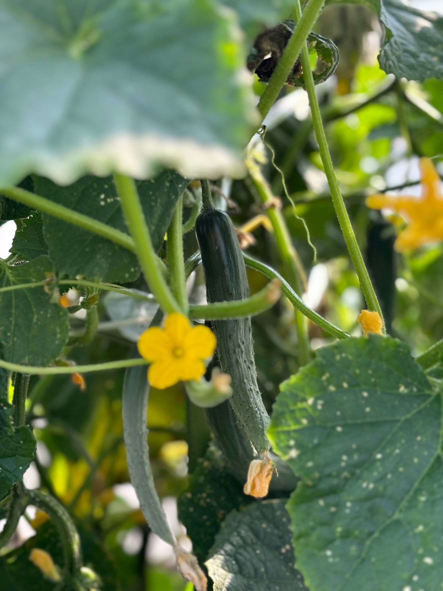 立川の野菜の写真